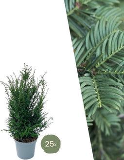Plants by Frank | 25 grote taxus planten voor 10 strekkende meter haag | ↨ 80-100 cm in 12 liter pot | Taxus baccata | haagplanten | haagplanten winterhard | haagplanten