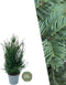 Plants by Frank | 25 grote taxus planten voor 10 strekkende meter haag | ↨ 80-100 cm in 12 liter pot | Taxus baccata | haagplanten | haagplanten winterhard | haagplanten