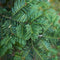 Plants by Frank | 25 grote taxus planten voor 10 strekkende meter haag | ↨ 80-100 cm in 12 liter pot | Taxus baccata | haagplanten | haagplanten winterhard | haagplanten