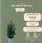 Plants by Frank | 25 grote taxus planten voor 10 strekkende meter haag | ↨ 80-100 cm in 12 liter pot | Taxus baccata | haagplanten | haagplanten winterhard | haagplanten