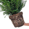 Plants by Frank | 25 grote taxus planten voor 10 strekkende meter haag | ↨ 80-100 cm in 12 liter pot | Taxus baccata | haagplanten | haagplanten winterhard | haagplanten
