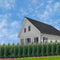 Plants by Frank | 25 grote taxus planten voor 10 strekkende meter haag | ↨ 80-100 cm in 12 liter pot | Taxus baccata | haagplanten | haagplanten winterhard | haagplanten