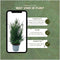 Plants by Frank | 25 grote taxus planten voor 10 strekkende meter haag | ↨ 80-100 cm in 12 liter pot | Taxus baccata | haagplanten | haagplanten winterhard | haagplanten