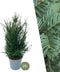 Plants by Frank | 25 grote taxus planten voor 10 strekkende meter haag | ↨ 80-100 cm in 12 liter pot | Taxus baccata | haagplanten | haagplanten winterhard | haagplanten