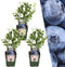 Plants by Frank | 3 bosbessenplanten | bosbessenplanten | 100% Biologische fruitplanten | bosbessen | tuinplanten | winterharde planten voor de tuin