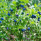 Plants by Frank | 3 bosbessenplanten | bosbessenplanten | 100% Biologische fruitplanten | bosbessen | tuinplanten | winterharde planten voor de tuin