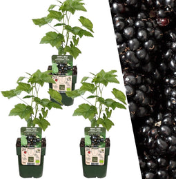 Plants by Frank | 3 Bramenplanten | 100% Biologische Fruitplanten | Bramen | Tuinplanten | Winterharde Planten voor de Tuin