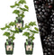 Plants by Frank | 3 Bramenplanten | 100% Biologische Fruitplanten | Bramen | Tuinplanten | Winterharde Planten voor de Tuin