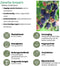 Plants by Frank | 3 Bramenplanten | 100% Biologische Fruitplanten | Bramen | Tuinplanten | Winterharde Planten voor de Tuin
