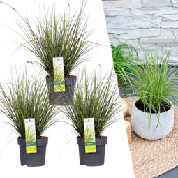 Plants by Frank | 3 Carex brunnea Variegata XL | Siergrassen winterhard | 3x Ø 14 cm | vaste planten | Winterharde siergras