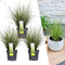 Plants by Frank | 3 Carex brunnea Variegata XL | Siergrassen winterhard | 3x Ø 14 cm | vaste planten | Winterharde siergras