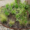 Plants by Frank | 3 Carex brunnea Variegata XL | Siergrassen winterhard | 3x Ø 14 cm | vaste planten | Winterharde siergras