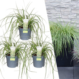 Plants by Frank | 3 Carex hachijoensis 'Evergold' XL | Siergrassen winterhard | 3x Ø 14 cm | vaste planten | Winterharde siergras