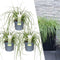 Plants by Frank | 3 Carex hachijoensis 'Evergold' XL | Siergrassen winterhard | 3x Ø 14 cm | vaste planten | Winterharde siergras