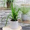 Plants by Frank | 3 Carex morrowi 'Irish Green XL | Siergrassen winterhard | 3x Ø 14 cm | vaste planten | Winterharde siergras
