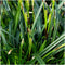 Plants by Frank | 3 Carex morrowi 'Irish Green XL | Siergrassen winterhard | 3x Ø 14 cm | vaste planten | Winterharde siergras