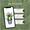 Plants by Frank | 3 Carex morrowi 'Irish Green XL | Siergrassen winterhard | 3x Ø 14 cm | vaste planten | Winterharde siergras