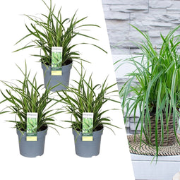 Plants by Frank | 3 Carex morrowii 'Ice Dance' XL | Siergrassen winterhard | 3x Ø 14 cm | vaste planten | Winterharde siergras