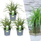 Plants by Frank | 3 Carex morrowii 'Ice Dance' XL | Siergrassen winterhard | 3x Ø 14 cm | vaste planten | Winterharde siergras