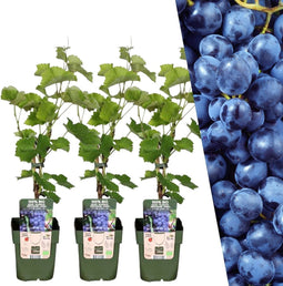Plants by Frank | 3 Druivenplanten | 100% Biologische Fruitplanten | Druivenplanten | Tuinplanten | Winterharde Planten voor de Tuin
