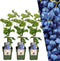 Plants by Frank | 3 Druivenplanten | 100% Biologische Fruitplanten | Druivenplanten | Tuinplanten | Winterharde Planten voor de Tuin