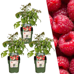 Plants by Frank | 3 Frambozenplanten | 100% Biologische fruitplanten | frambozen | tuinplanten | winterharde planten voor in de tuin
