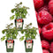 Plants by Frank | 3 Frambozenplanten | 100% Biologische fruitplanten | frambozen | tuinplanten | winterharde planten voor in de tuin