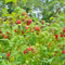 Plants by Frank | 3 Frambozenplanten | 100% Biologische fruitplanten | frambozen | tuinplanten | winterharde planten voor in de tuin