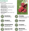 Plants by Frank | 3 Frambozenplanten | 100% Biologische fruitplanten | frambozen | tuinplanten | winterharde planten voor in de tuin