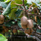 Plants by Frank | 3 Kiwi Plants | 100% Organic Fruit Plants | Kiwi Berries