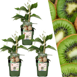 Plants by Frank | 3 Kiwi Plants | 100% Organic Fruit Plants | Kiwi Berries