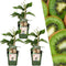 Plants by Frank | 3 Kiwi Plants | 100% Organic Fruit Plants | Kiwi Berries
