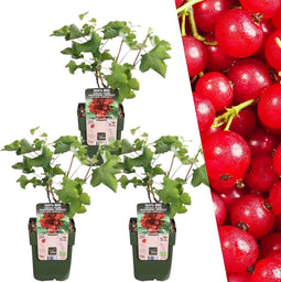 Plants by Frank | 3 Kruisbessenplanten | 100% Biologische Fruitplanten | Kruisbessen | Tuinplanten | Winterharde Planten voor de Tuin