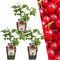 Plants by Frank | 3 Kruisbessenplanten | 100% Biologische Fruitplanten | Kruisbessen | Tuinplanten | Winterharde Planten voor de Tuin