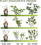 Plants by Frank | 3 Kruisbessenplanten | 100% Biologische Fruitplanten | Kruisbessen | Tuinplanten | Winterharde Planten voor de Tuin