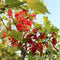 Plants by Frank | 3 Kruisbessenplanten | 100% Biologische Fruitplanten | Kruisbessen | Tuinplanten | Winterharde Planten voor de Tuin