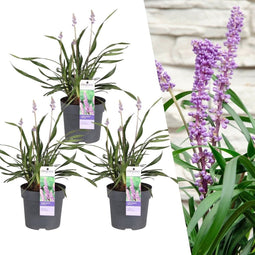 Plants by Frank | 3 Liriope muscari 'Ingwersen' XL | Siergrassen winterhard | 3x Ø 14 cm | vaste planten | Winterharde siergras