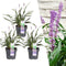 Plants by Frank | 3 Liriope muscari 'Ingwersen' XL | Siergrassen winterhard | 3x Ø 14 cm | vaste planten | Winterharde siergras