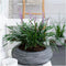Plants by Frank | 3 Liriope muscari 'Ingwersen' XL | Siergrassen winterhard | 3x Ø 14 cm | vaste planten | Winterharde siergras
