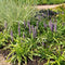 Plants by Frank | 3 Liriope muscari 'Ingwersen' XL | Siergrassen winterhard | 3x Ø 14 cm | vaste planten | Winterharde siergras