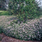 Plants by Frank | 48 Asterplanten | Aster ageratoides 'Asran' | Winterharde bodembedekker planten | tuinplanten | Winterharde vaste planten meerjarig | Winterharde tuinplanten