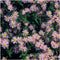Plants by Frank | 48 Asterplanten | Aster ageratoides 'Asran' | Winterharde bodembedekker planten | tuinplanten | Winterharde vaste planten meerjarig | Winterharde tuinplanten