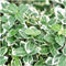 Plants by Frank | 48 Bonte Kardinaalsmuts Planten | Euonymus 'Emerald 'n Gaity' | Winterharde bodembedekker planten | tuinplanten | Winterharde vaste planten meerjarig | Winterharde tuinplanten