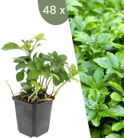 Plants by Frank | 48 Dikkemanskruid planten | Pachysandra terminalis 'Green Carpet' | Winterharde bodembedekker planten | tuinplanten | Winterharde vaste planten meerjarig | Winterharde tuinplanten