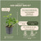 Plants by Frank | 48 Dikkemanskruid planten | Pachysandra terminalis 'Green Carpet' | Winterharde bodembedekker planten | tuinplanten | Winterharde vaste planten meerjarig | Winterharde tuinplanten