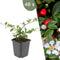 Plants by Frank | 48 Dwergmispel Planten | Cotoneaster dammeri 'Major'| Winterharde bodembedekker planten | tuinplanten | Winterharde vaste planten meerjarig | Winterharde tuinplanten