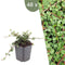 Plants by Frank | 48 Dwergmispel Planten | Cotoneaster praecox 'Queen of Carpets' | Winterharde bodembedekker planten | tuinplanten | Winterharde vaste planten meerjarig | Winterharde tuinplanten