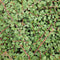 Plants by Frank | 48 Dwergmispel Planten | Cotoneaster praecox 'Queen of Carpets' | Winterharde bodembedekker planten | tuinplanten | Winterharde vaste planten meerjarig | Winterharde tuinplanten