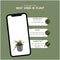Plants by Frank | 48 Dwergmispel Planten | Cotoneaster praecox 'Queen of Carpets' | Winterharde bodembedekker planten | tuinplanten | Winterharde vaste planten meerjarig | Winterharde tuinplanten