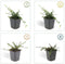 Plants by Frank | 48 Dwergmispel Planten | Cotoneaster praecox 'Queen of Carpets' | Winterharde bodembedekker planten | tuinplanten | Winterharde vaste planten meerjarig | Winterharde tuinplanten